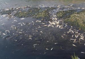 Bakırçay’da kabus: Balıklar neden ölüyor? 