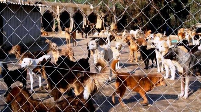 Belediyelerin hayvan bakım evi karnesi: İzmir de ilçeler sınıfta kaldı