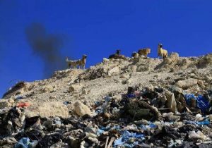 İzmir’de çöplüğe terk edilen köpekler için hukuk mücadelesi 