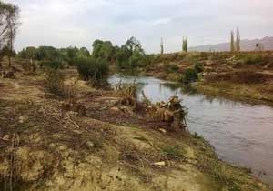 Gediz Nehri nde katliam başladı: Tam 70 bin ağaç...
