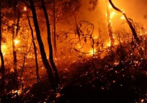 Güney Doğu da ormanlar yanmaya devam ediyor!