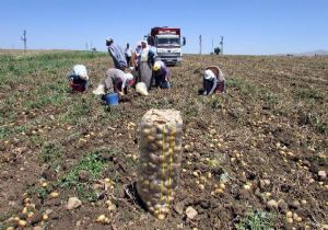 Patates hasadı sıkıntılı başladı: Bu yıl çiftçi rezil kepaze oldu!