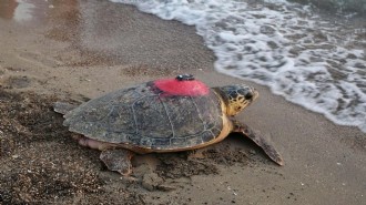Deniz kaplumbağası 'Tuba'dan 3 aydır sinyal yok!