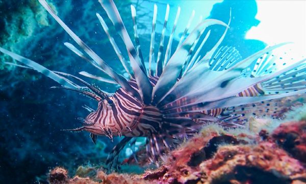 Altı ayrı güzel üstü ayrı... Karaburun akvaryum gibi!