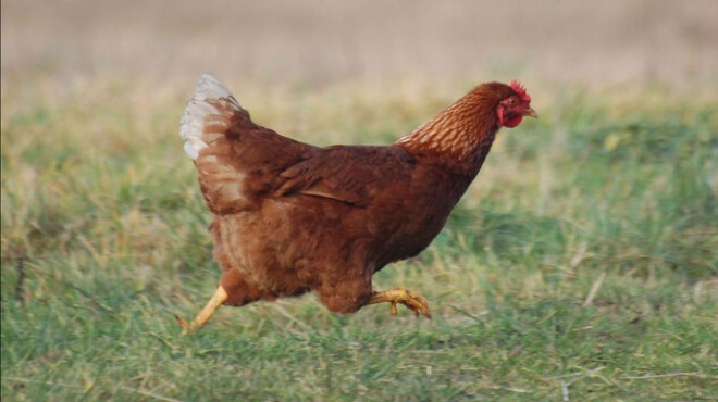  Bahçeme tavuk girdi  kavgası: 2 ölü, 1 yaralı