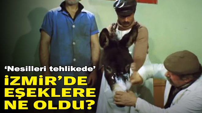 'Nesilleri tehlikede'... İzmir'de eşeklere ne oldu?