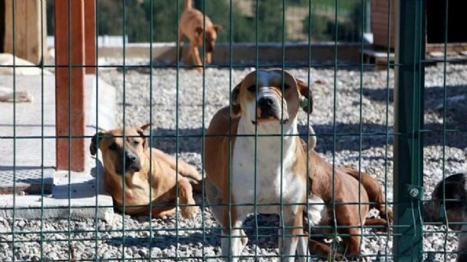  Sahipsiz  köpek düzenlemesi yasalaştı!