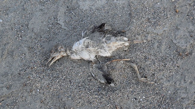 178 kuş türü gölü terk etti... Yavru martılar ölüyor!