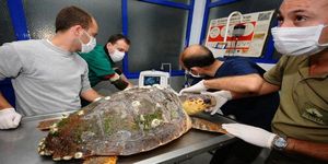 Yaralı caretta caretta’’ya hayat öpücüğü