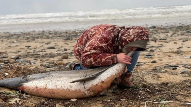 24 ölü yunus balığı kıyıya vurdu