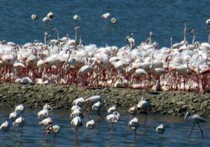 İzmir flamingo cenneti: Bir yılda binlerce yavru 