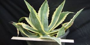 Agave diyabeti önleyebilir