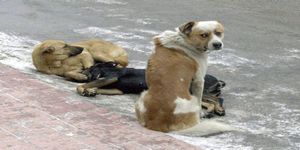 ’“Karabağlar’’ın köpekleri Konak Belediyesi’’nin’”