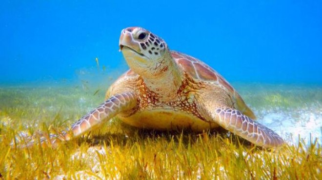 30 yılda 1 milyon kaplumbağa öldürüldü