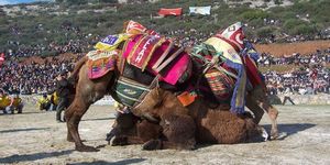 Kuşadası'nda festival çoşkusu