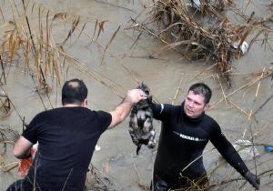 Edremit te yavru köpekler için kurtarma operasyonu