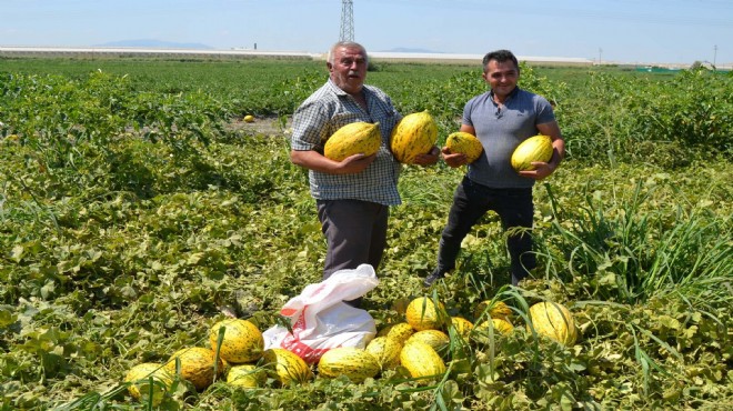 600 ton kavun ve karpuzu ücretsiz dağıttı!