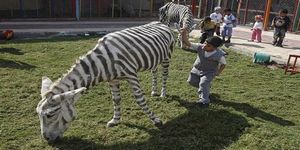 Zebra görünümlü eşekler