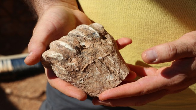 9 milyon yıl öncesine ait... Denizli de hayvan fosilleri bulundu!
