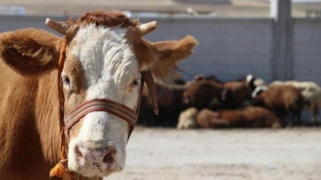 Sığırlar ölü bulunmuştu... AB ülkesinde şarbon paniği