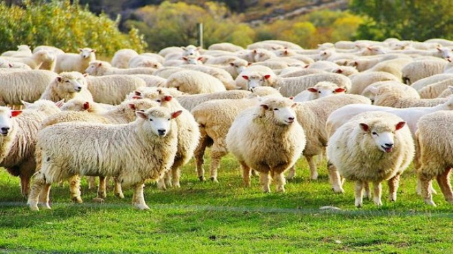 Ağıla giren kurt 13 koyunun katili oldu