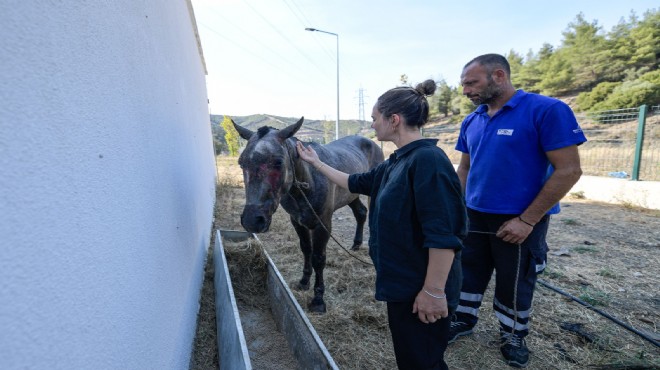 Alevlerden kurtulan can dostlar rehabilite ediliyor