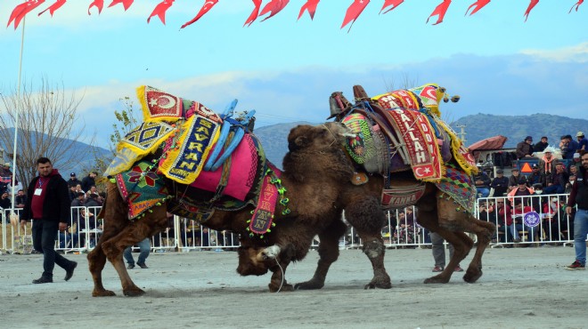 Aydın da geleneksel deve güreşleri festivali yapıldı
