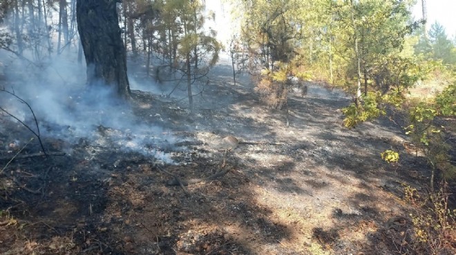 Aydın da orman yangını: 1 hektar kül oldu!