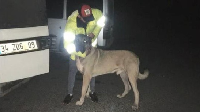 Bahisle köpek dövüştürenlere baskın!