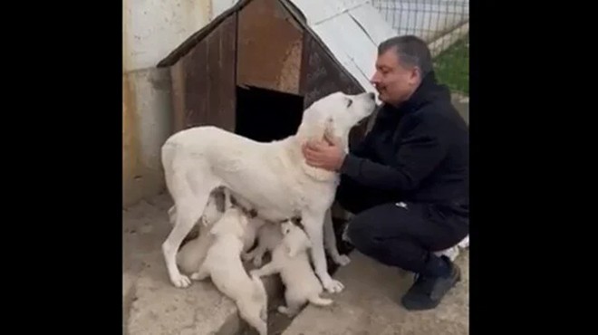 Bakan Koca nın köpeği  Sultan  yavruladı