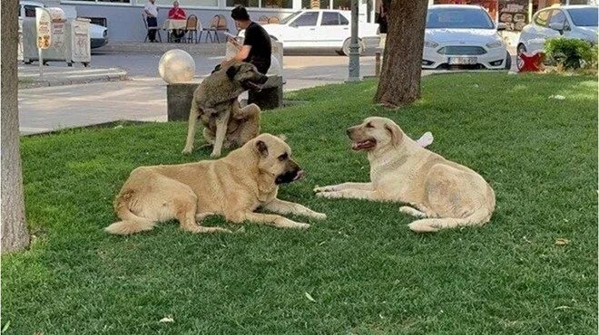 Başıboş köpekler için yeni önlemler