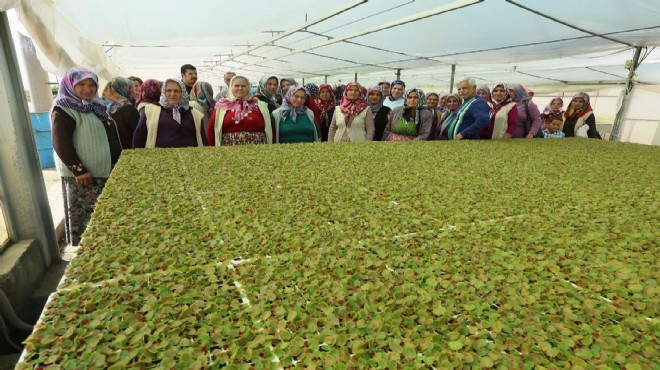 Başkan Çerçioğlu ndan çiçek üreticilerine destek