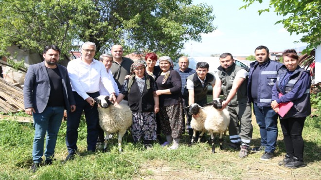 Başkan Çerçioğlu ndan koyunları telef olan kadına destek!