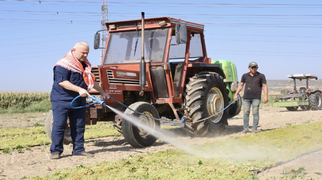 Başkan Pehlivan dan üzüm hasadı