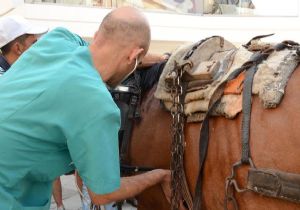 İzmir’de hayvanseverlerin isyanı atı kurtardı! 