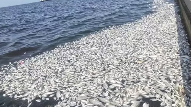 Bilim Kurulu Üyesi nden  İzmir Körfezi  açıklaması: Bakteriler ölümlere neden oldu!