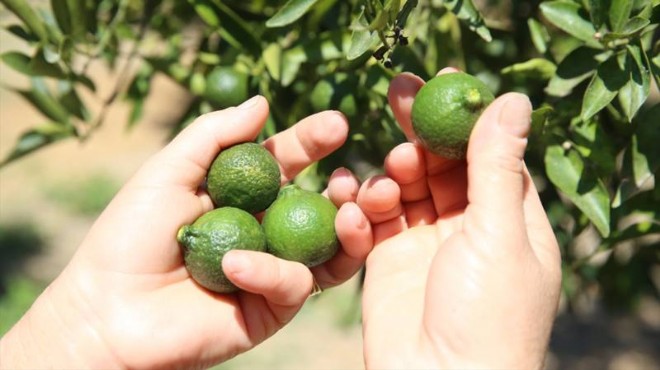 Bodrum da yeşil mandalina krizi