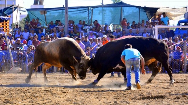 Boğa güreşi festivalinde korku dolu anlar!