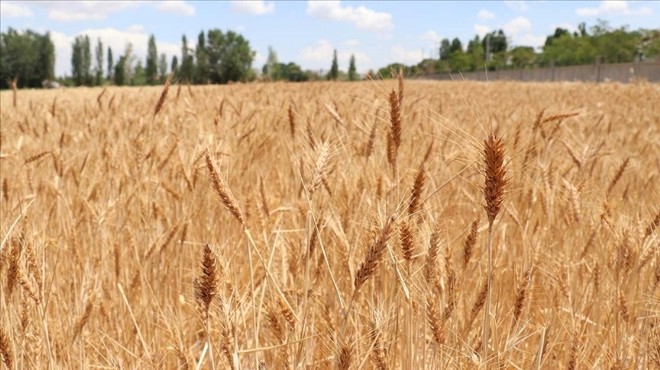 Buğday ve arpa alım fiyatı açıklandı