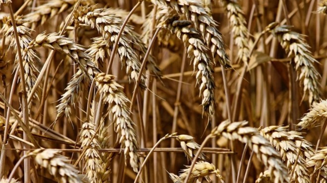 Buğday ve arpa fiyatlarına bir güncelleme daha