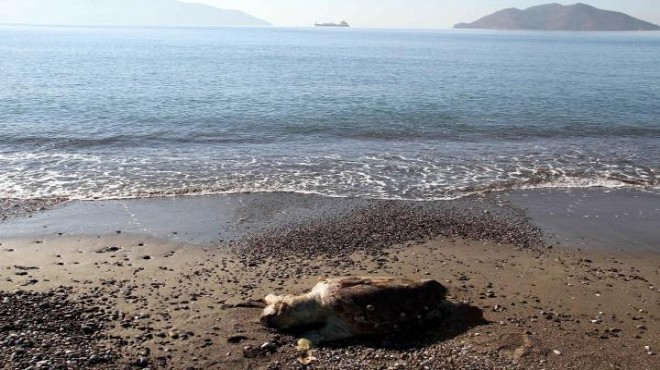 Caretta caretta kıyıya vurdu