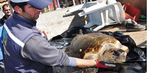 Fethiye de ölü caretta sahile vurdu 