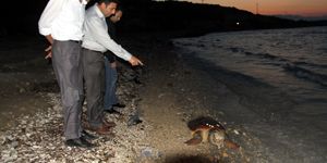 Çeşme’de ölü caretta sahile vurdu