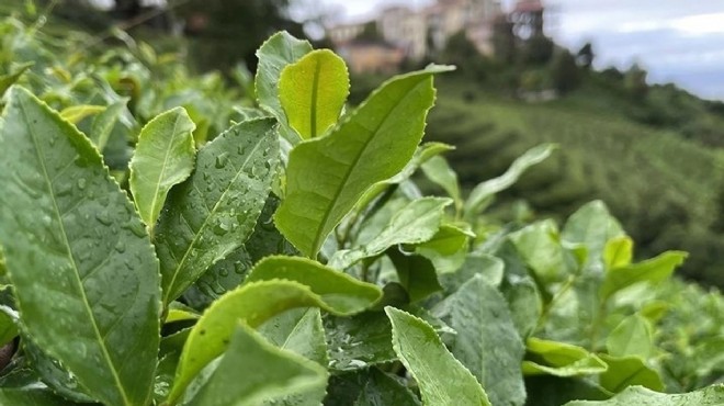 ÇAYKUR un yaş çay alımında kontenjan düşürüldü