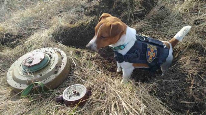 Çernihiv in maskotu: Küçük bomba arama köpeği