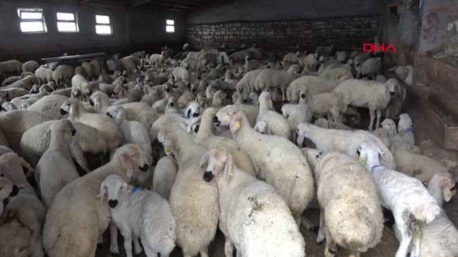 Çoban krizi: 40 bin TL maaşa rağmen kimse yok!
