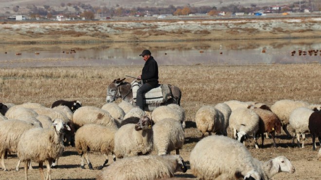 Çobanlara 8 yılda 400 milyonluk destek