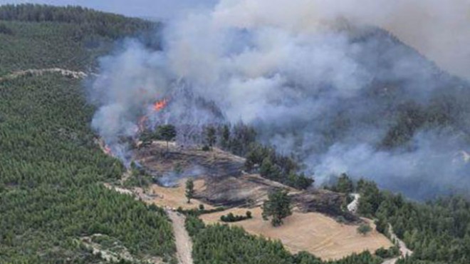 Denizli de tarla yangını, ormana sıçradı