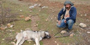 Depremzede besicilerin 100 koyunu çalındı