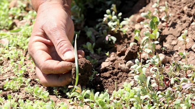 Deprem bölgesinde tohum desteği artırıldı